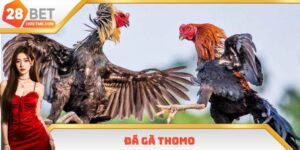 Đá Gà Thomo 28bet - Trận Đấu Hoang Dã Để Giành Thắng Lợi